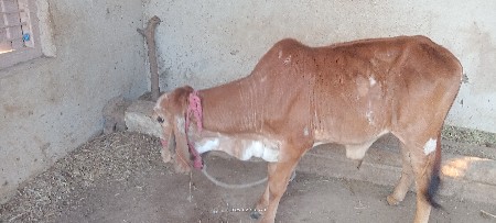 थंबनेल 3