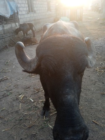 ભેસ વેચવાની છે