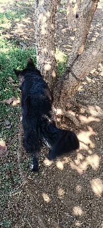 બ્લેક જર્મન ફેમિલ ડબલ કોટ