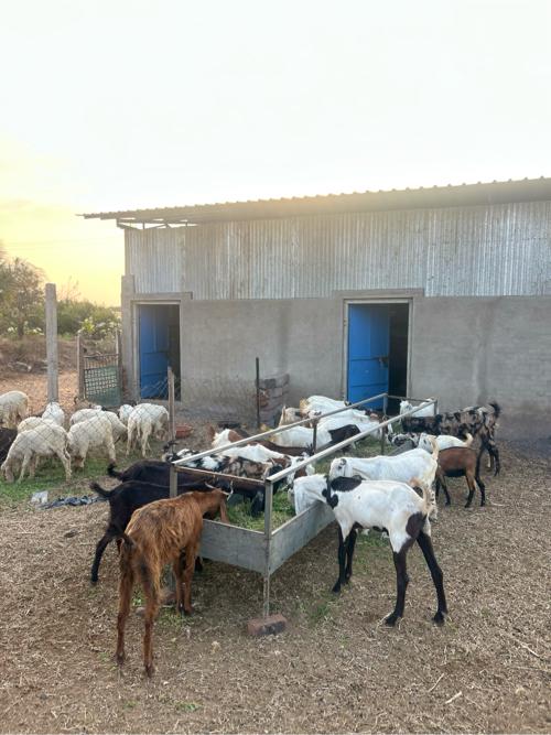 ફાર્મ વેચવાનું છે