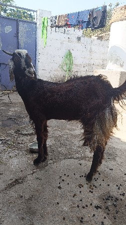 थंबनेल 2