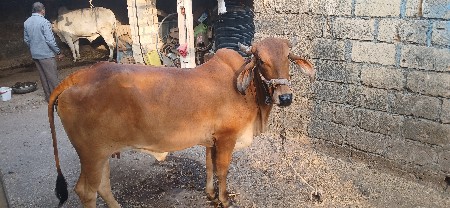 ગાય વેસવાની છે