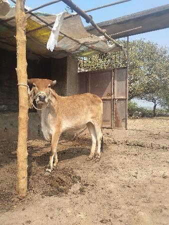 थंबनेल 2