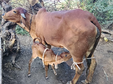 દેચી.ગીર.પેલુ.વેતર