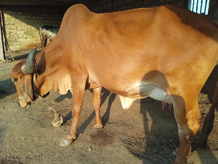 60 - 65 ટકા ગીર છે