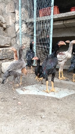 थंबनेल 3