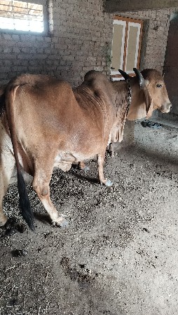 थंबनेल 2