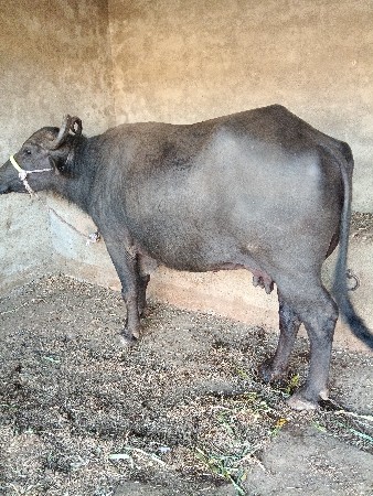 थंबनेल 3