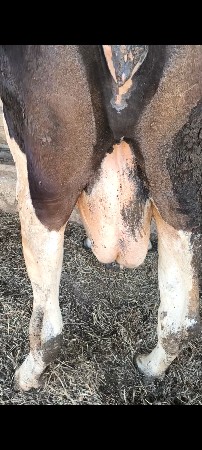 જર્સી ગાય વેચવાની છે