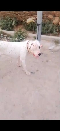 ઇન્ડિયન પીટબોલ