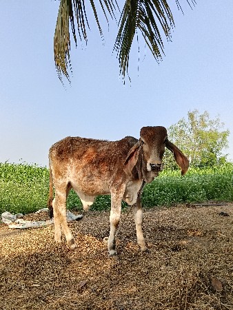 थंबनेल 3