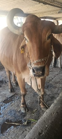 બળદ ગોઢલા