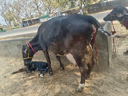 બીજા વેતનની ગાર