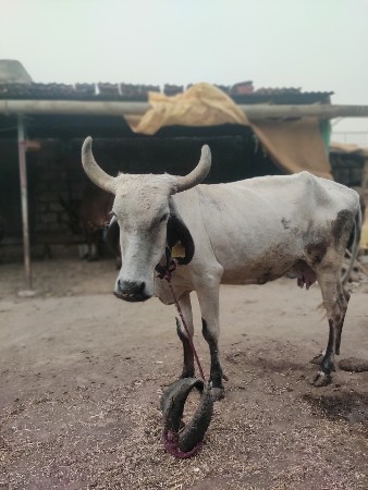લીલી ગાય વેચવાની છે