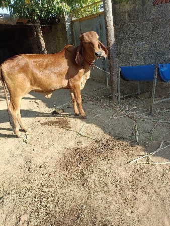 વાછડી વેચવાની છે