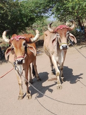 थंबनेल 3