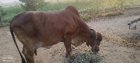 ગાય વેસવાની છે