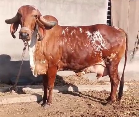 थंबनेल 3