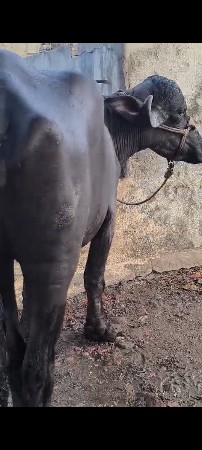 थंबनेल 2