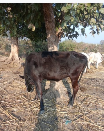 थंबनेल 2