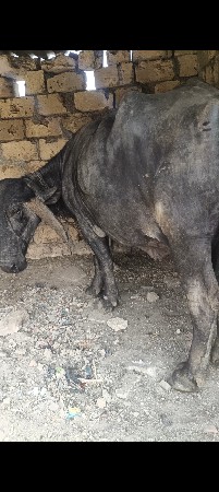 थंबनेल 2