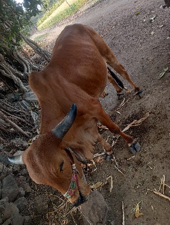આ ગોધલો વેચવા નો છે