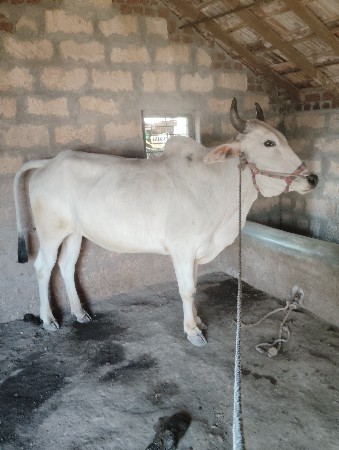 ગોધલો વેચવા નો છે