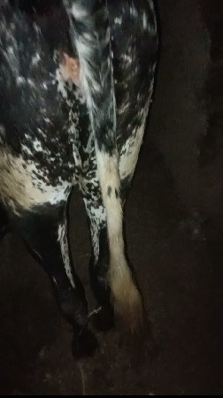 એક જશી વાછડી વેચવાની છે