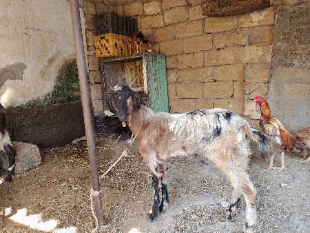 બચલી દેવાની છે પાઠ છે