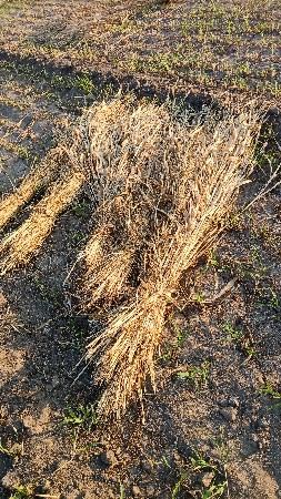 જવાર વેસવાની છે.