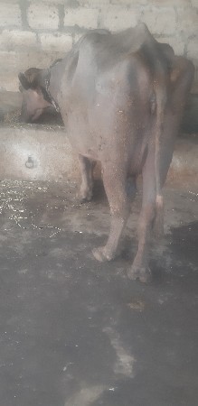 bhesh vachavane cha taje va nel