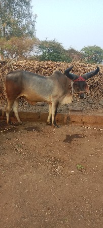 ગોઢલા વેચવાના છે એક વાવણી વાવેલ