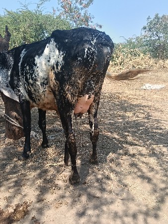 જર્સી ઓડકી વેચવાની છે