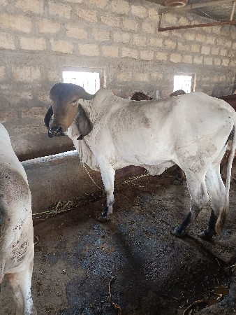 હોરકિ વેચવાની સે