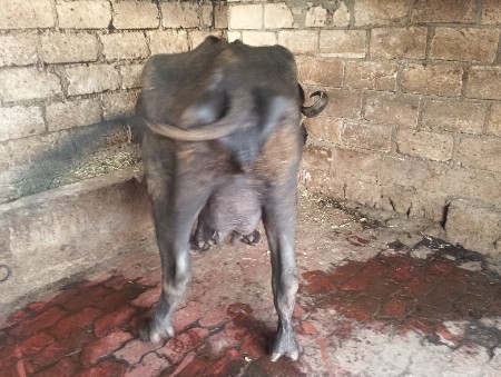 આ ભેંસ વેચવાની છે