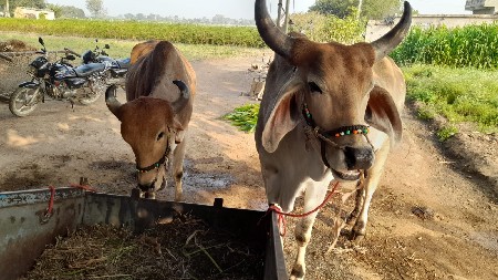 थंबनेल 3