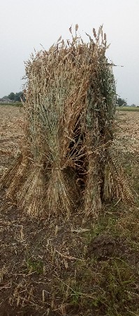 જુવાર ના પૂરા વેચવાના સે
