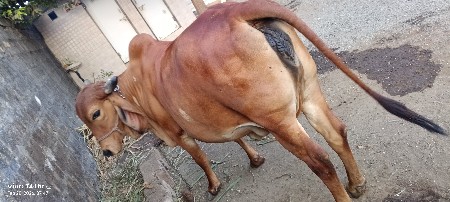 પહેલા વેતર ની