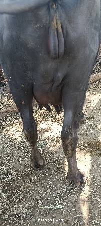 થંબનેલ 2