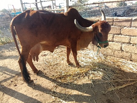 ગાય વેચવાની છે
