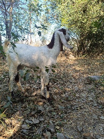 હૈદરાબાદી