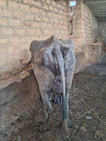 थंबनेल 4