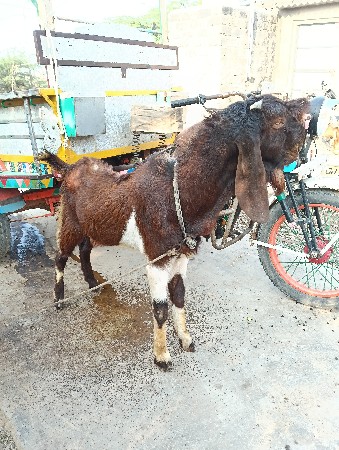 રાજસ્થાની બકરો અને બકરી વેચાવ