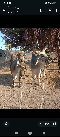 વેચવાના