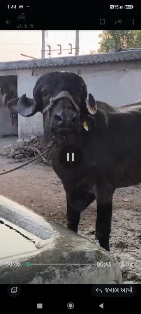 બધી જવાબદારી. આચર. ગાભની