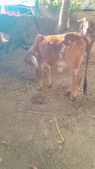 थंबनेल 2