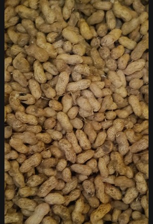 G-45 મગફળી છે