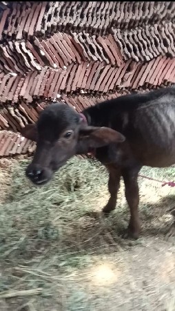 ભેંસ વેચવાની છે