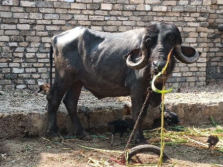 ખડેલી વેચવાની છે