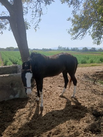 ઘોડી વેચવાની છે